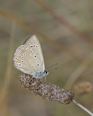 Polyommatus admetus