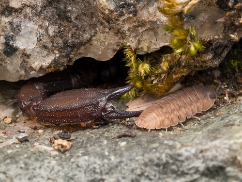 Dwarf Wood Scorpion photo 2