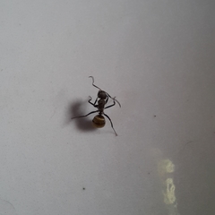 Camponotus arboreus
