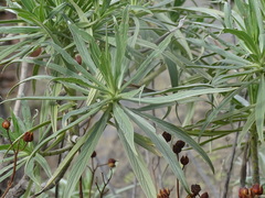 Echium virescens image