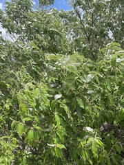 Croton gratissimus gratissimus