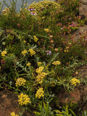 Helichrysum revolutum