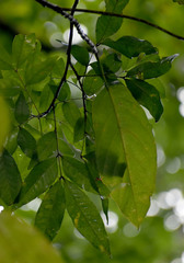 Lepiderema sericolignis