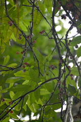 Lepiderema sericolignis