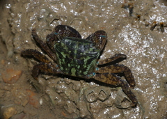 Metopograpsus quadridentatus