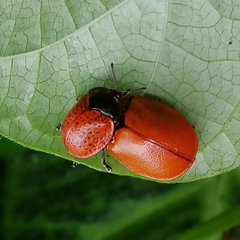 Chelymorpha cribraria