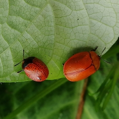 Chelymorpha cribraria