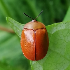 Chelymorpha cribraria