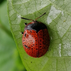 Chelymorpha cribraria