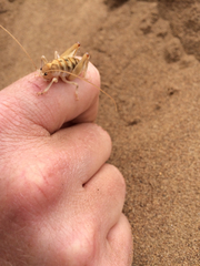 Rhachocnemis validus