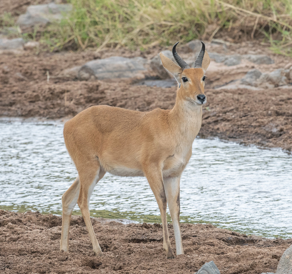 Redunca redunca, Tarangire National Park, by alatham