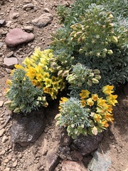 Tropaeolum polyphyllum