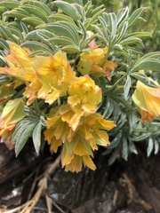 Tropaeolum polyphyllum