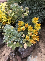Tropaeolum polyphyllum