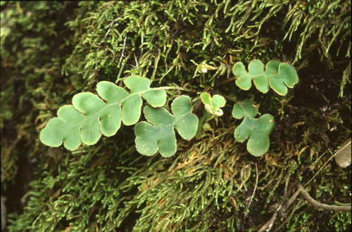 Asplenium aureum (Asplenium aureum)