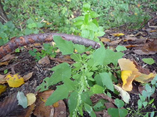 Green goosefoot (Chenopodium suecicum)