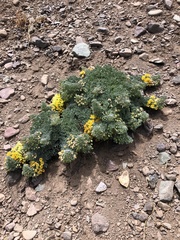 Tropaeolum polyphyllum