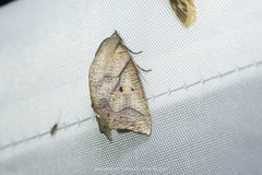 Pterogonia aurigutta