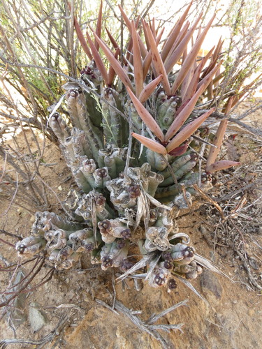 Ceropegia ramosa