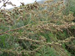Artemisia rubripes