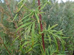 Artemisia rubripes