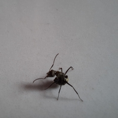 Camponotus arboreus