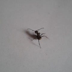 Camponotus arboreus