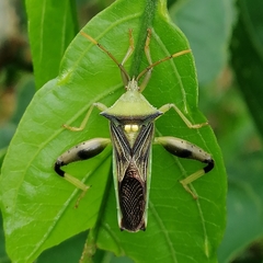 Spathophorini