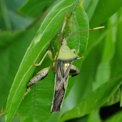 Spathophorini