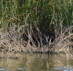 Gallinago gallinago gallinago