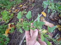 Chenopodium suecicum