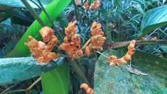 Stromanthe stromanthoides