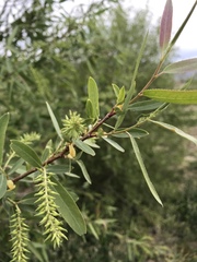Salix lutea