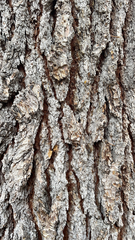 Cedrus libani libani