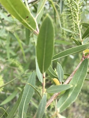 Salix lutea