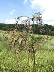 Scirpus longii
