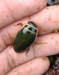 Dytiscus habilis