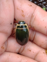 Dytiscus habilis