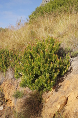 Leucadendron strobilinum × xanthoconus