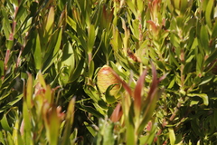 Leucadendron strobilinum × xanthoconus