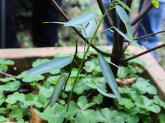 Codariocalyx motorius