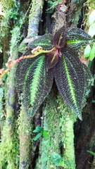 Bertolonieae