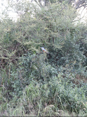 Megaceryle torquata torquata