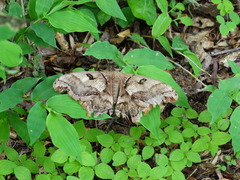 Arsenurinae