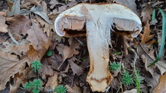Glaucopodes