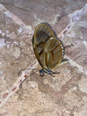 Athesis clearista