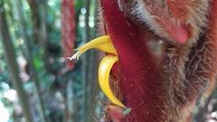 Heliconia vellerigera