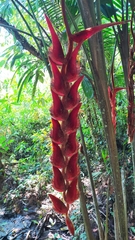 Heliconia vellerigera