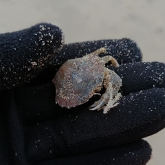 Liocarcinus vernalis