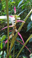 Heliconia aemygdiana
